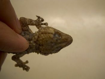 Media type: image;   Herpetology R-183771